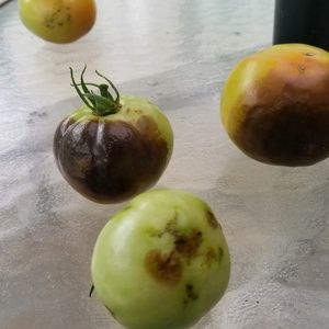 Meet your Posher, Shelley